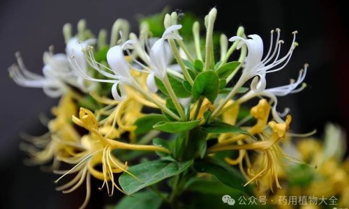 三高治疗仪腕表功效网三高治疗仪腕表的疗效知识网站,分享三高治疗仪多少钱合适大全